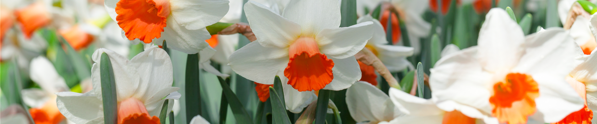 Narcissus cyclamineus