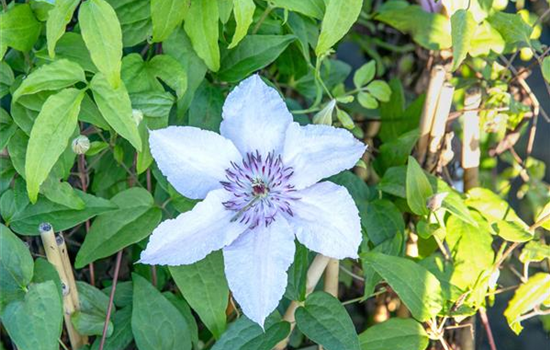 Auf gute Nachbarschaft – Die passenden Beetnachbarn für Kletterpflanzen Auf gute Nachbarschaft – Die passenden Beetnachbarn für Kletterpflanzen