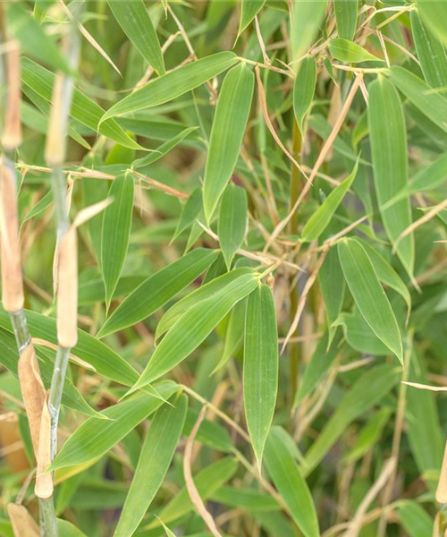 Begleitpflanzen für Bambus, die ihn in Szene setzen