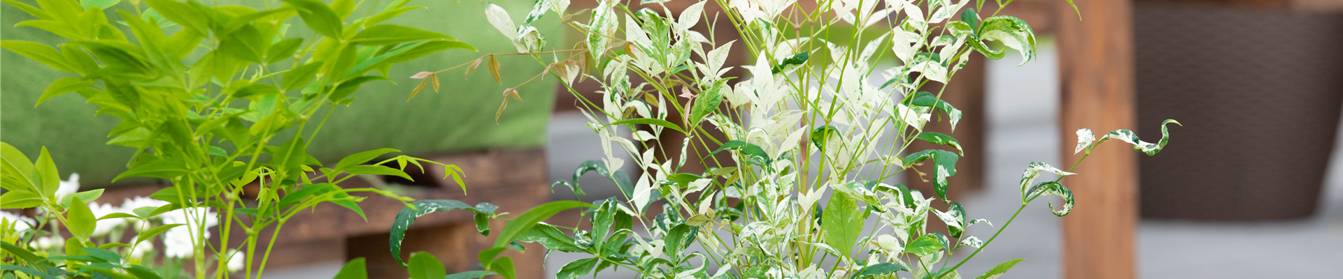 Nandina domestica 'Twilight'