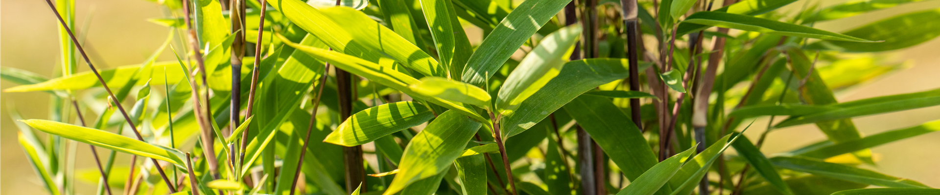 Fargesia nitida 'Black Pearl'