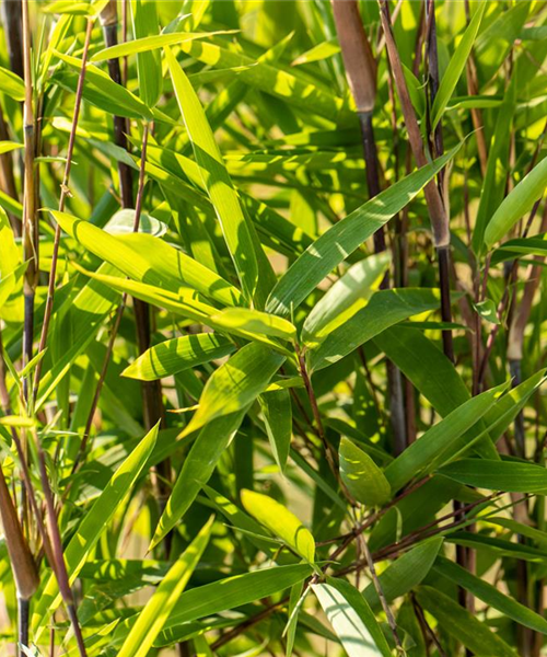 Bambus zurückschneiden und die asiatische Schönheit pflegen