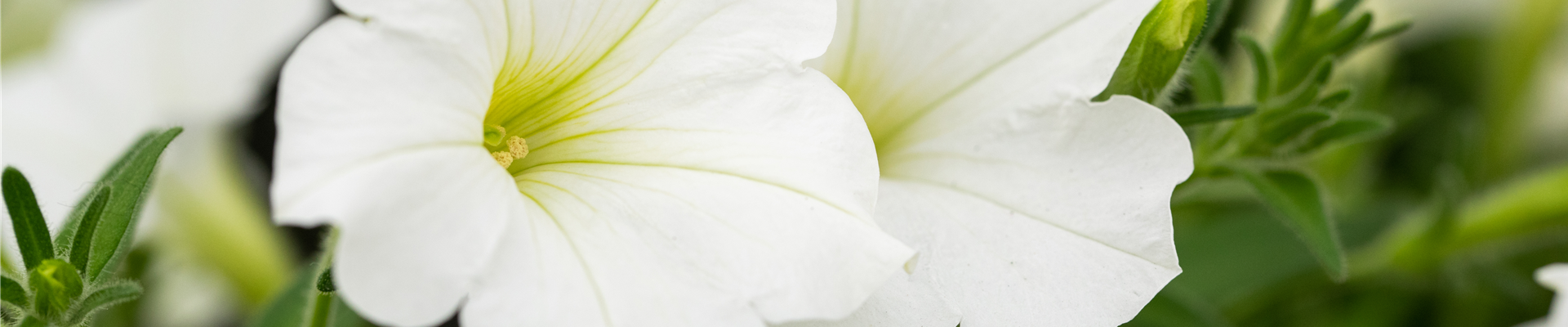 Petunia 'Bonnie White' Petunia 'Bonnie White'