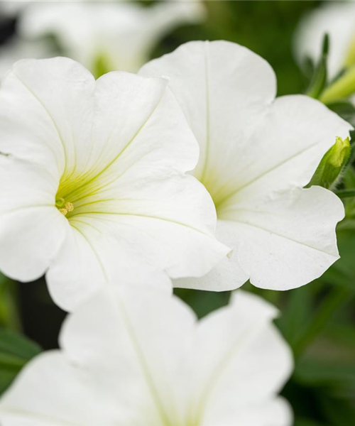 Beet und Balkon bepflanzen und bunt ins neue Gartenjahr starten