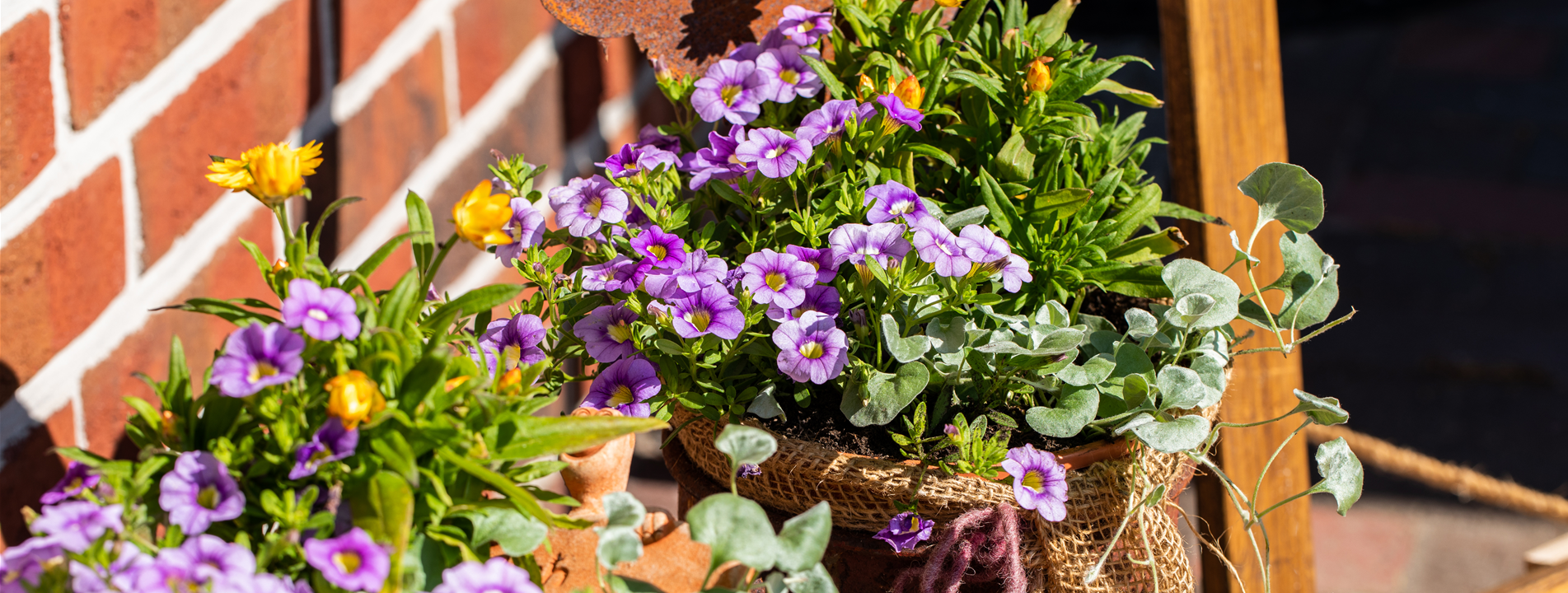 Beet- und Balkonpflanzen pflegen und bunte Blüten bewundern
