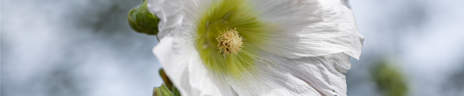 Alcea rosea, weiß Alcea rosea, weiß