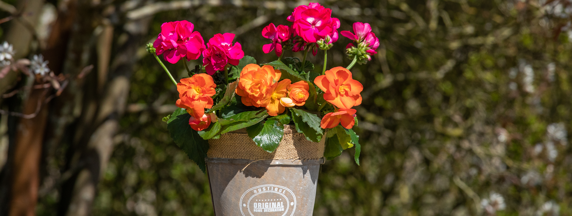 Begonien als blühende Akzente für Balkon und Garten