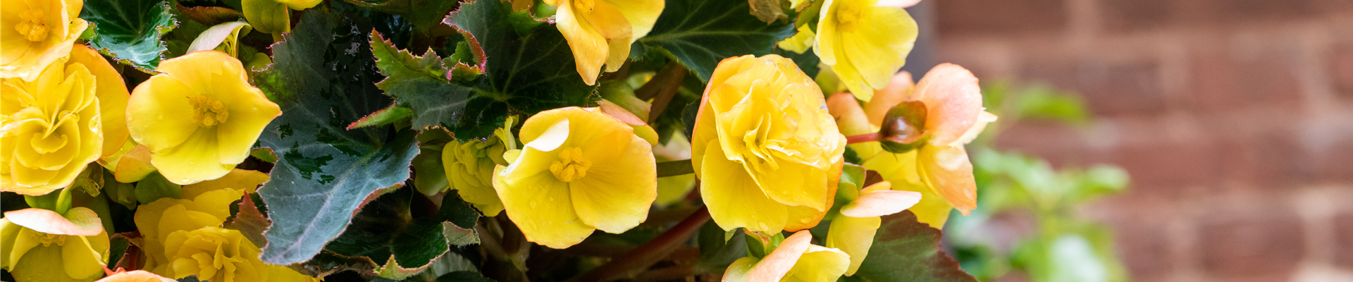 Begonia 'Easy Going Yellow' Begonia 'Easy Going Yellow'