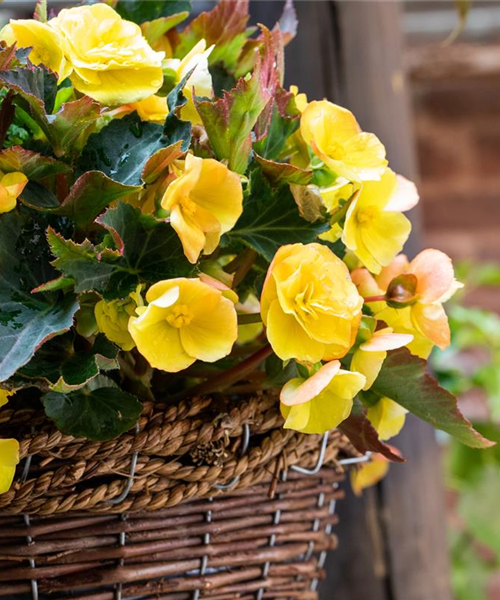 Begonien pflanzen und pflegeleichte Blüten bewundern
