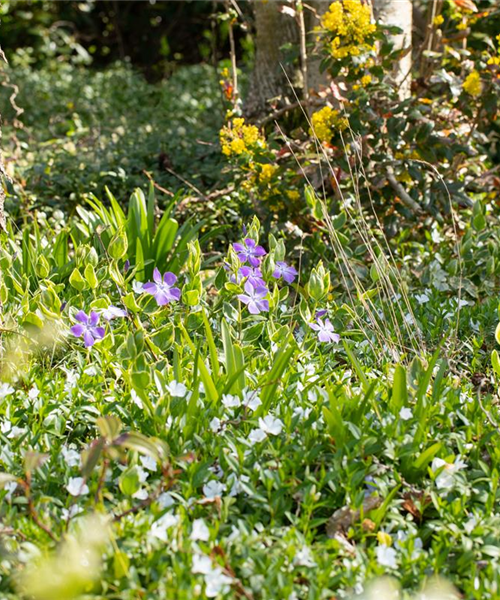 Bodendecker als grüner und blühender Gartenteppich