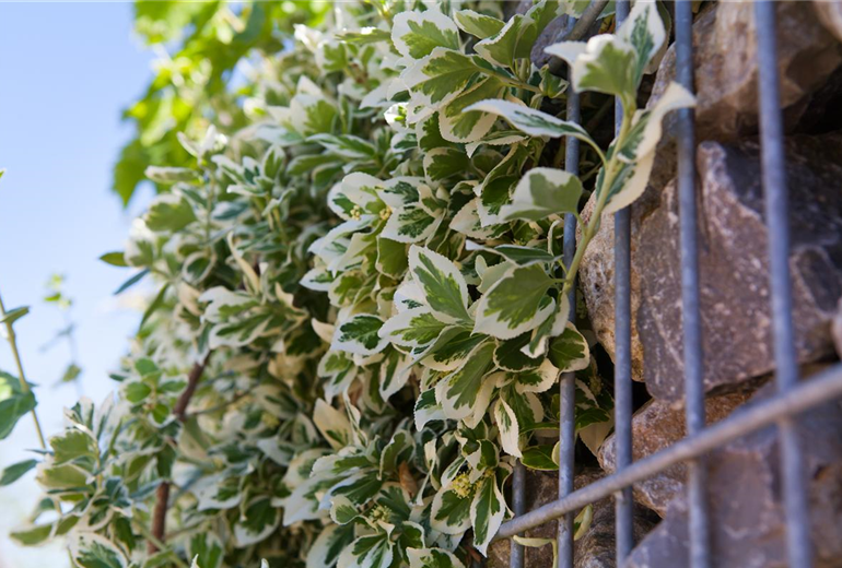 Euonymus fortunei 'Emerald Gaiety'