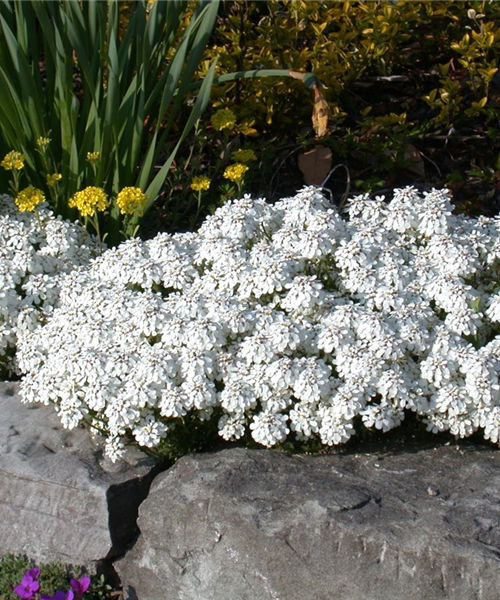 Bodendecker pflanzen und den Garten begrünen