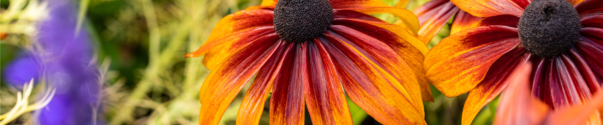 Rudbeckia hirta 'Chocolate Orange' Rudbeckia hirta 'Chocolate Orange'