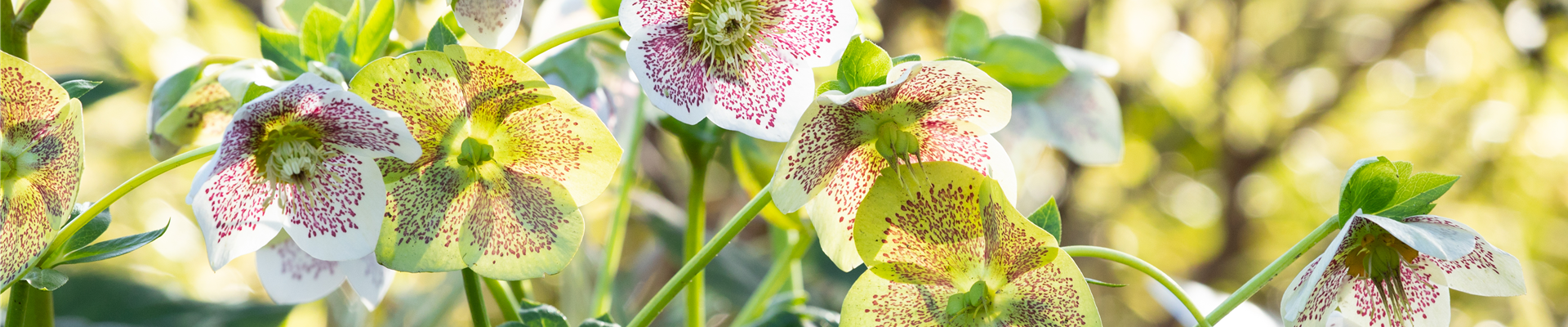Helleborus Hybride 'Spring Promise Conny'