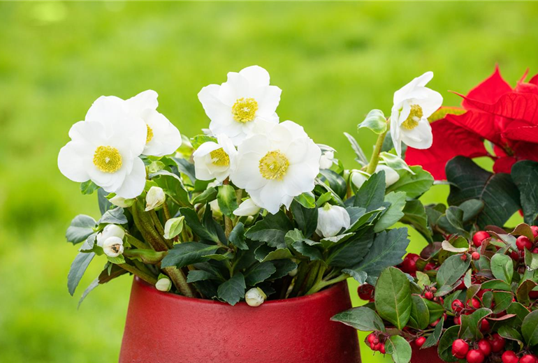 Helleborus niger, weiß