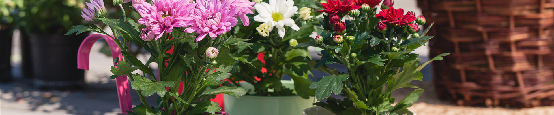 Chrysanthemum indicum Chrysanthemum indicum
