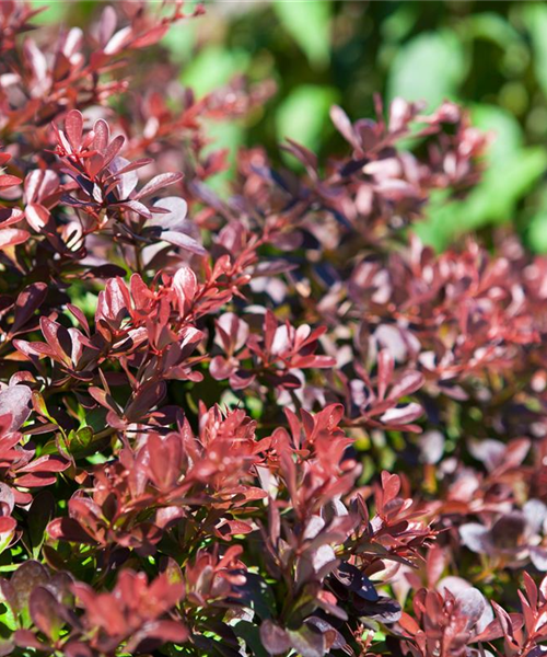 Das Multitalent Berberitze pflanzen und pflegen