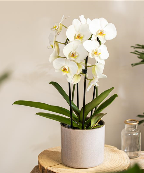 Die beliebtesten Orchideen für echte Pflanzenfans Die beliebtesten Orchideen für echte Pflanzenfans