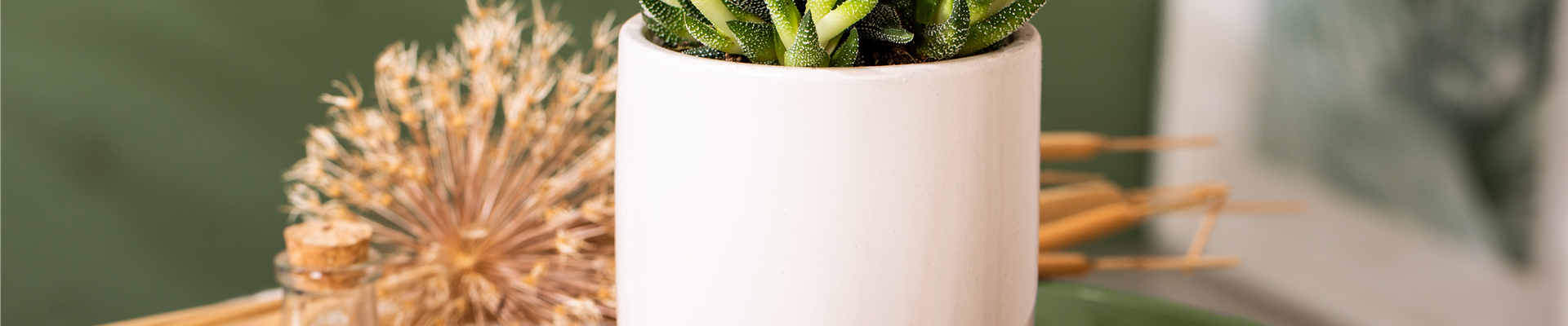 Haworthia attenuata var. radula
