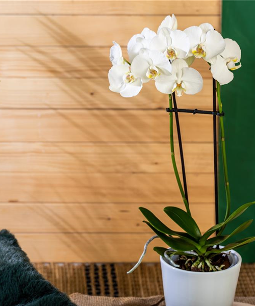 Die einmaligen Besonderheiten von Orchideen Die einmaligen Besonderheiten von Orchideen