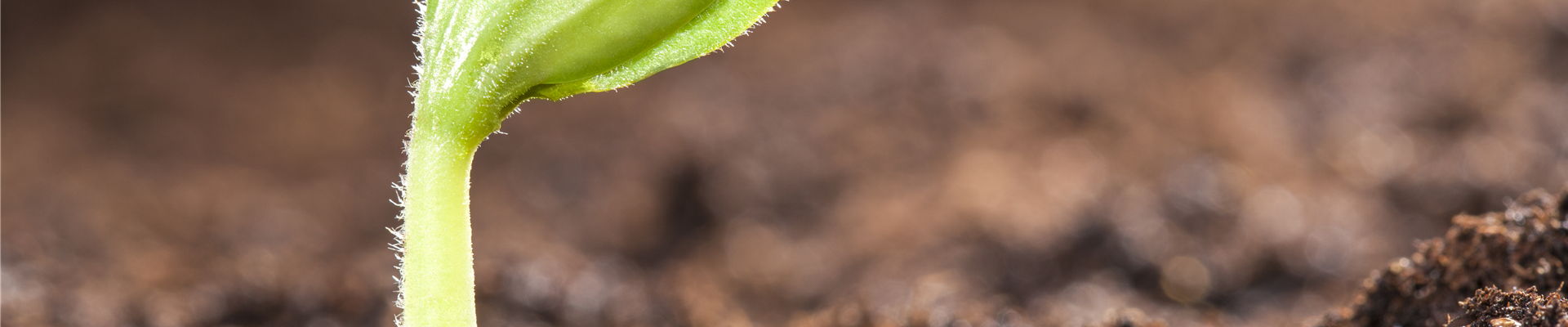 Cucurbita pepo Cucurbita pepo