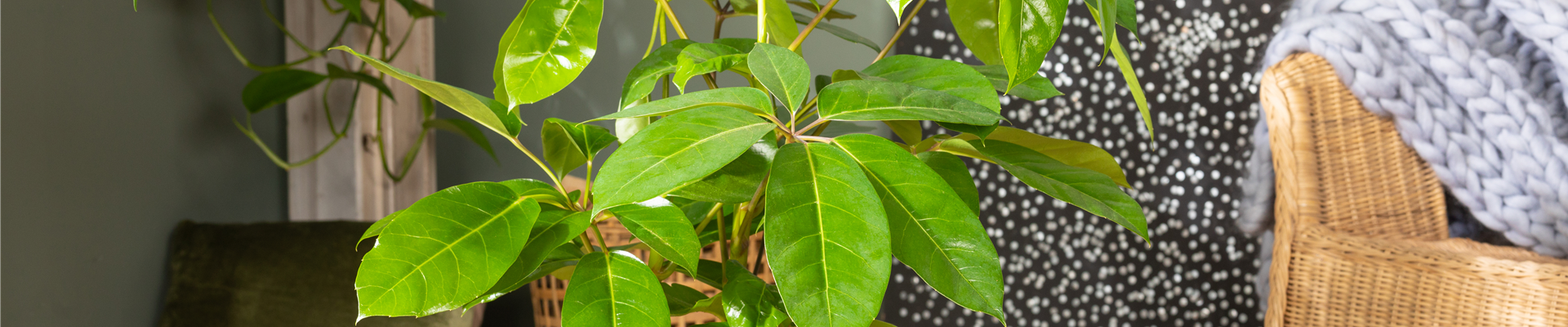 Schefflera arboricola 'Amate'