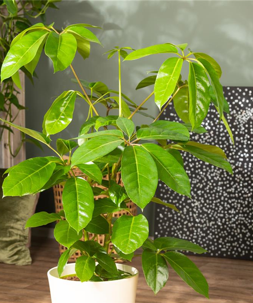 Die Vielfalt der Zimmerpflanzen ist unendlich und wunderschön Die Vielfalt der Zimmerpflanzen ist unendlich und wunderschön