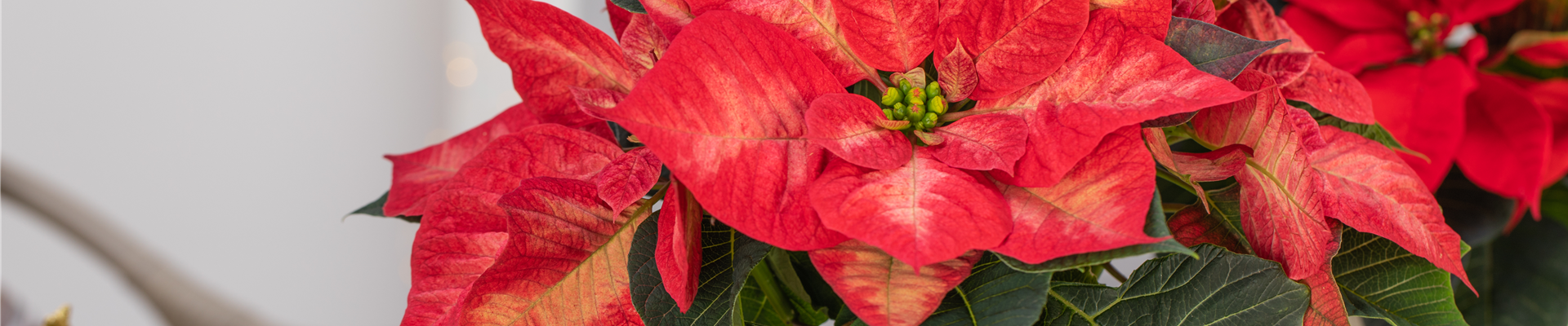 Euphorbia pulcherrima 'Christmas Beauty Princess'