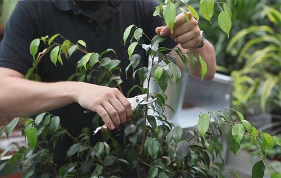Grüne Zimmerpflanzen - Zurückschneiden und Pflegen Grüne Zimmerpflanzen - Zurückschneiden und Pflegen