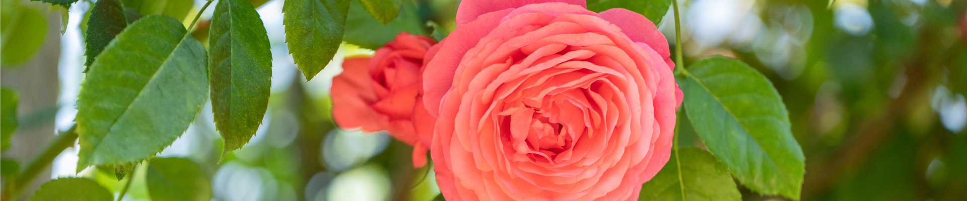 Kletterrose, rot Kletterrose, rot