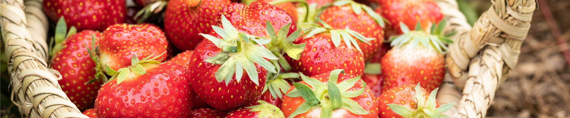 Fragaria x ananassa 'Allegro'