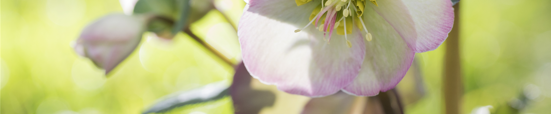 Helleborus x ericsmithii Sally's Shell