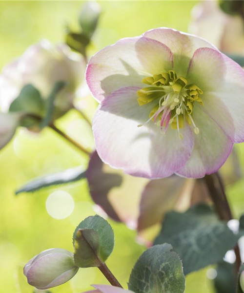 Fleur primeur - zarte Frühlingsgrüße aus dem Blumengarten