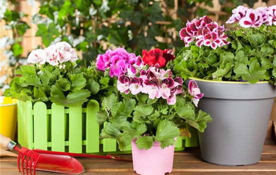 Geranien als beliebte Klassiker für Balkon und Garten Geranien als beliebte Klassiker für Balkon und Garten