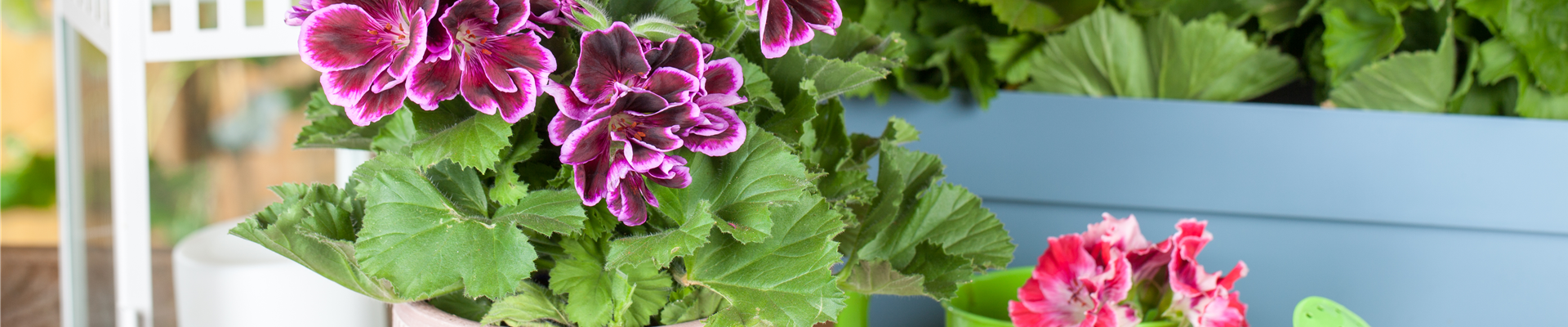 Pelargonium grandiflorum