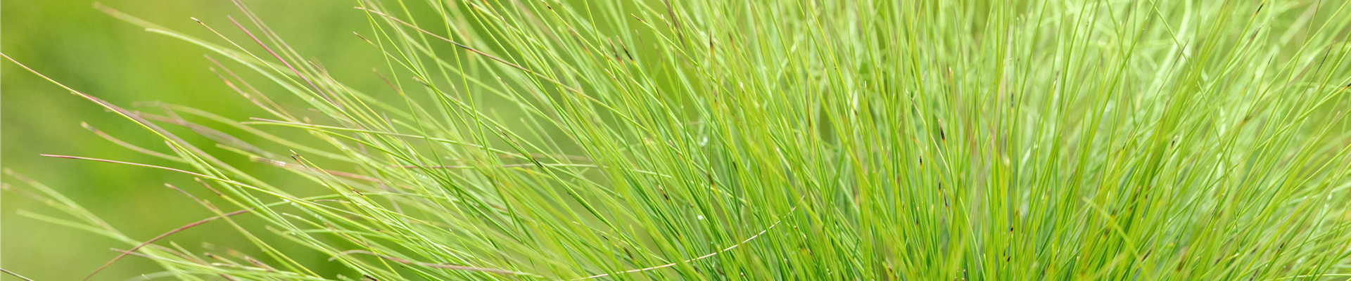 Festuca amethystina Festuca amethystina