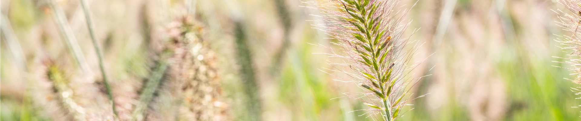 Pennisetum alopecuroides 'Hameln' Pennisetum alopecuroides 'Hameln'