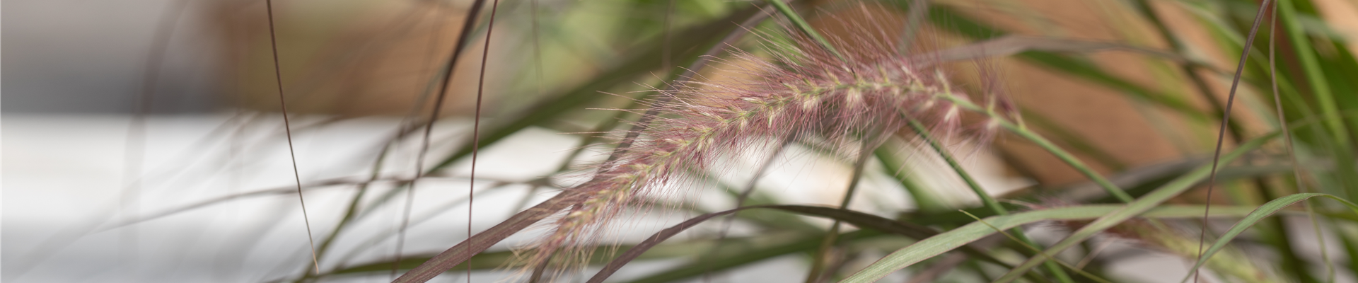 Pennisetum setaceum 'Rubrum' Pennisetum setaceum 'Rubrum'