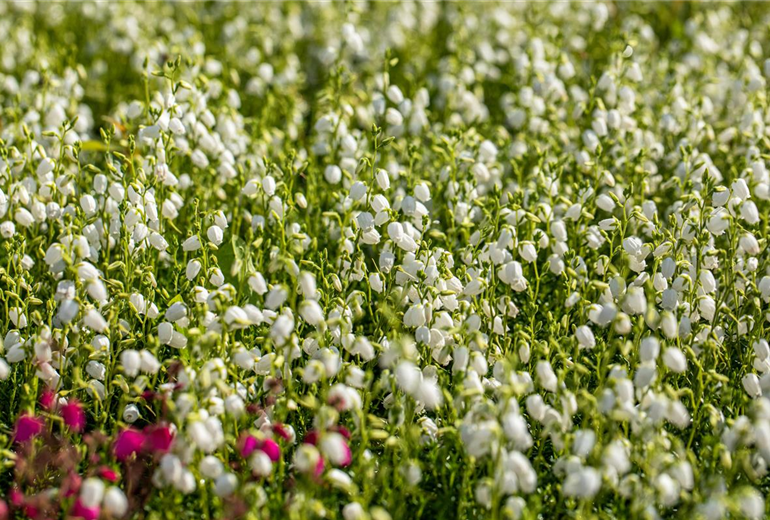 Daboecia cantabrica 'Alberta White'