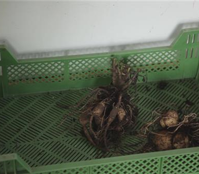 Dahlie - Überwintern Dahlie - Überwintern