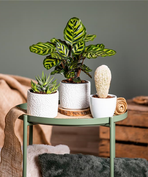 Kakteen und Sukkulenten – Die beliebtesten Kandidaten Kakteen und Sukkulenten – Die beliebtesten Kandidaten