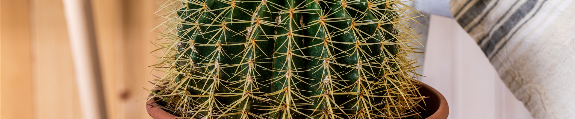 Echinocactus grusonii