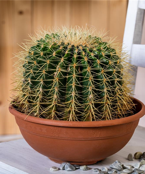 Kakteen und Sukkulenten kaufen für ein tolles Klima Kakteen und Sukkulenten kaufen für ein tolles Klima