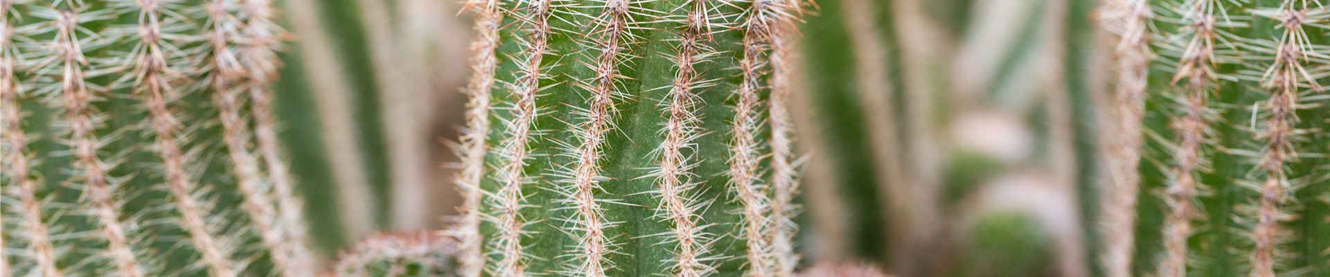 Chamaelobivia Chamaelobivia