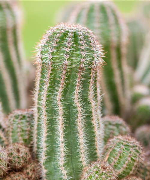 Kakteen und Sukkulenten pflegen für glückliche Pflanzenfreunde Kakteen und Sukkulenten pflegen für glückliche Pflanzenfreunde