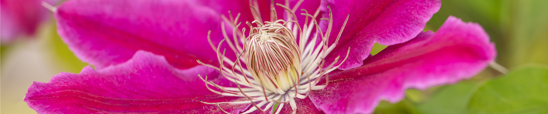 Clematis 'Dr. Ruppel'