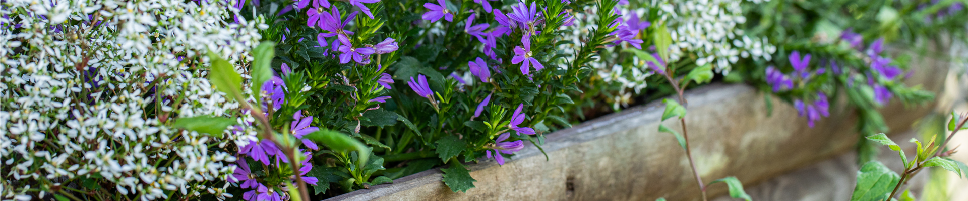 Scaevola saligna Scaevola saligna