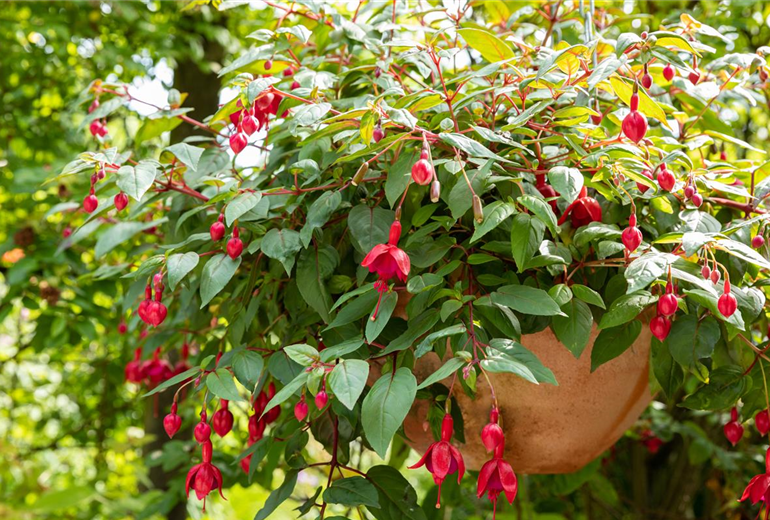 Fuchsia Hybride, hängend