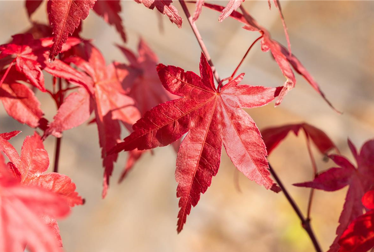 Acer palmatum 'Beni Maiko'