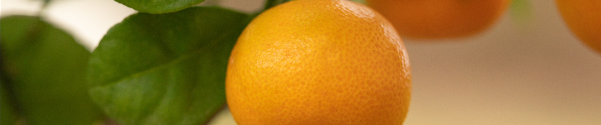 Citrus madurensis Citrus madurensis